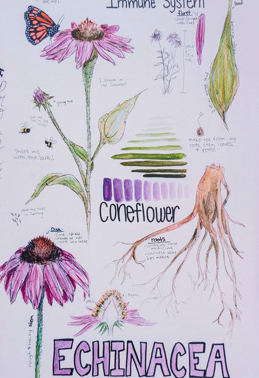 Echinacea Purpurea Print