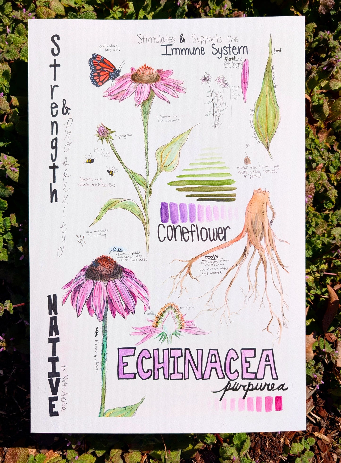 Echinacea Purpurea