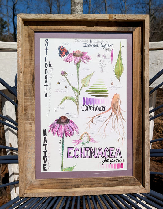 Echinacea Purpurea