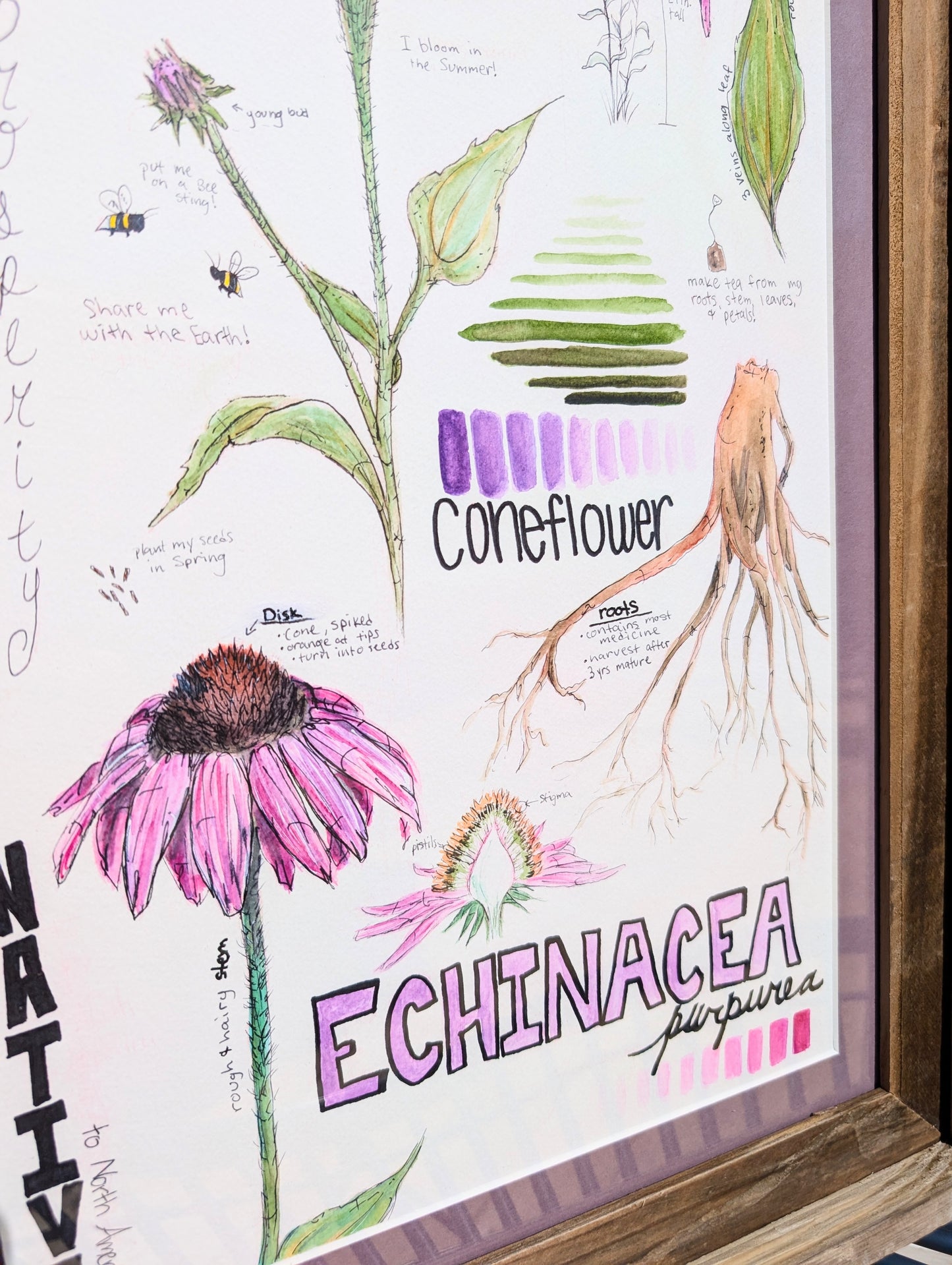 Echinacea Purpurea