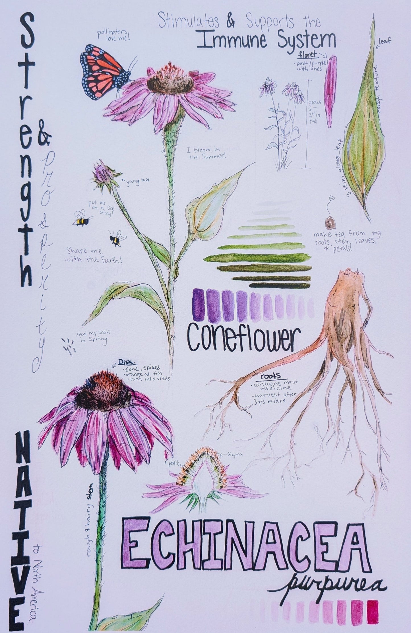 Echinacea Purpurea Print