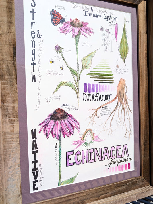 Echinacea Purpurea